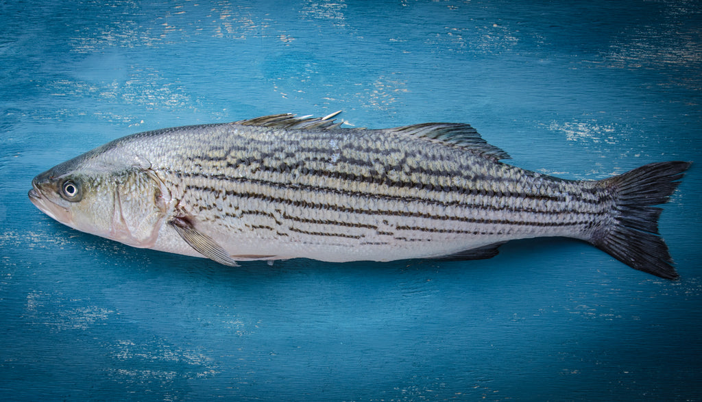 Pacifico Aquaculture Ocean-Raised Striped Bass (Whole) - Chef's Fresh Fish